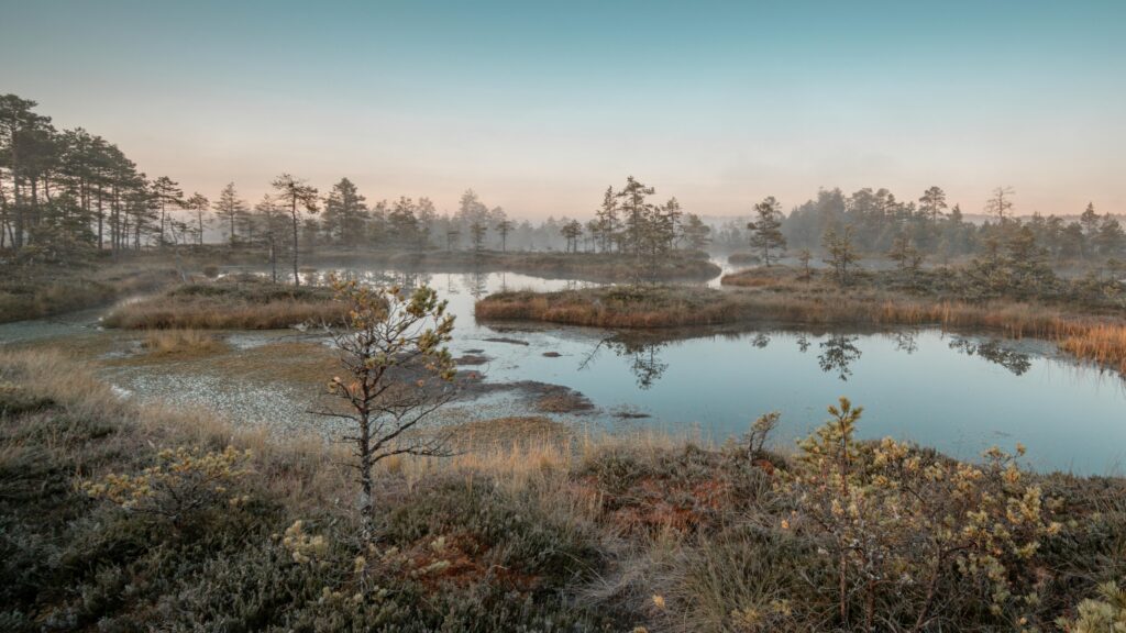Capture of a tranquil morning at Kõnnu Raba bog with mist over the water.